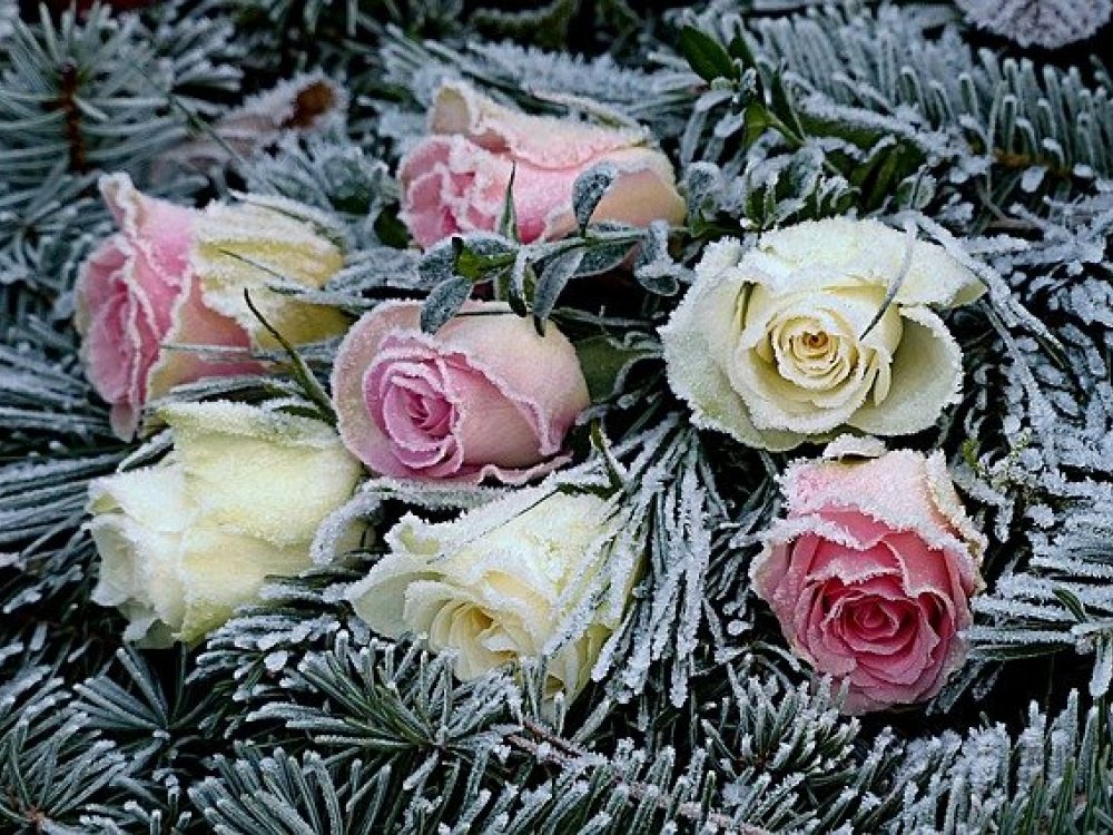 Lednové aranžmá květin