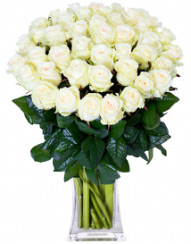 100 BÍLÝCH RŮŽÍ