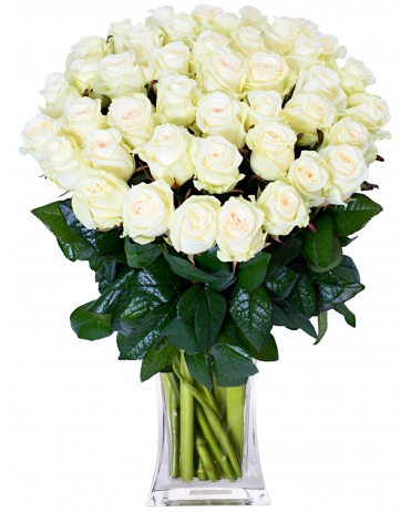 150 WHITE ROSES