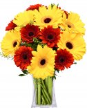 Gerbera bouquet: delivery of flowers Prague