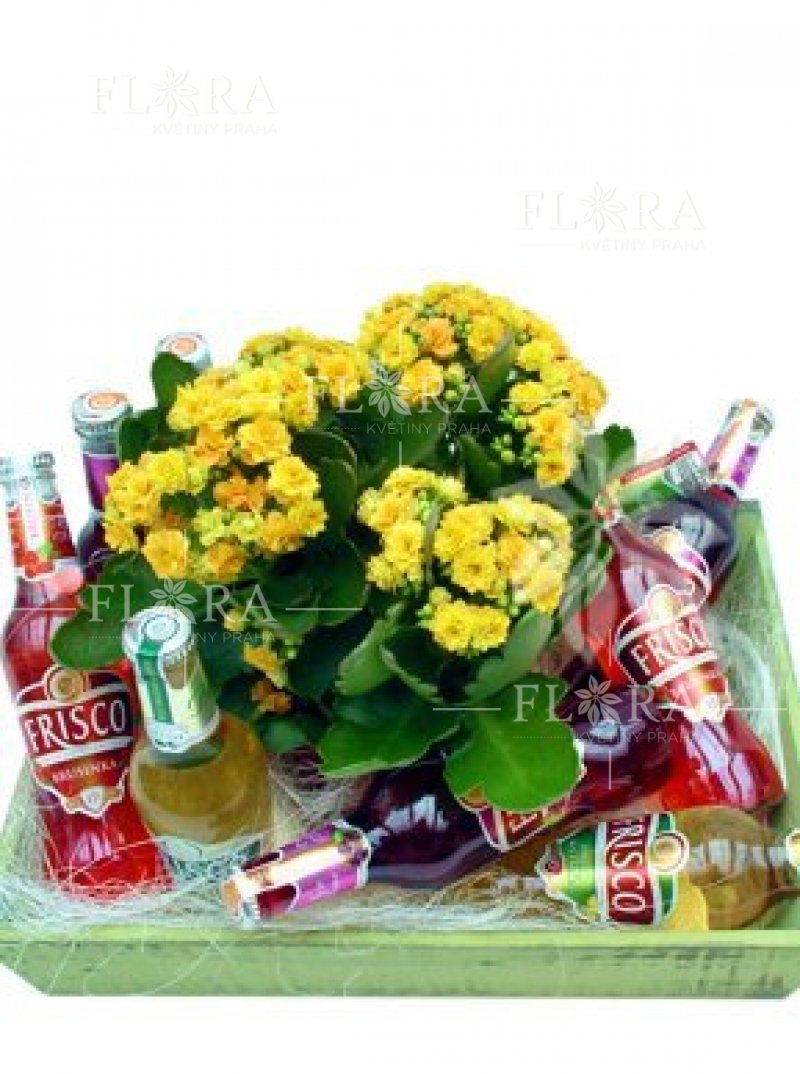Gift box with Frisco and plant