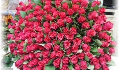 Kytice 100 růží? Proč ne! ( více ... )