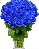 Modré růže: Flora Květiny