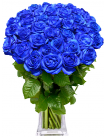 MODRÉ RŮŽE (RŮŽE) | FLORA-KVĚTINY-PRAHA