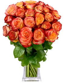 EKVÁDOR RŮŽE ŽÍHANÉ