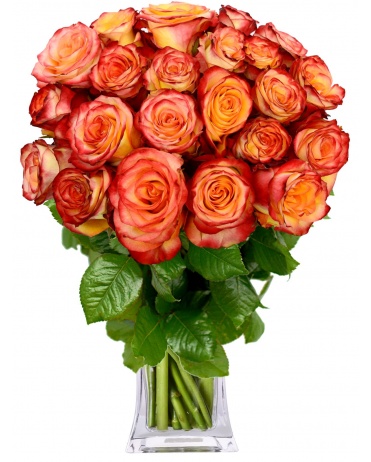 ECUADOR ORANGE ROSES