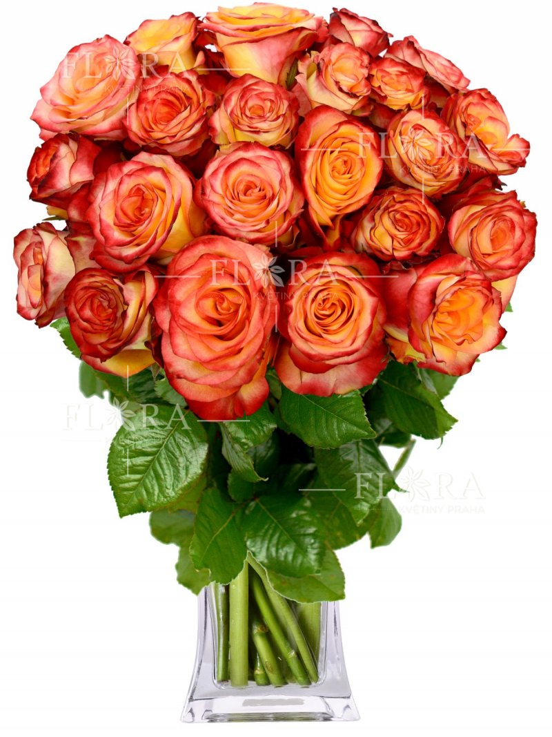 Žíhané růže - Růže ekvádor