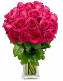 EKVÁDOR RŮŽE RŮŽOVÉ