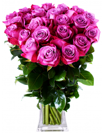 EKVÁDOR RŮŽE FIALOVÉ