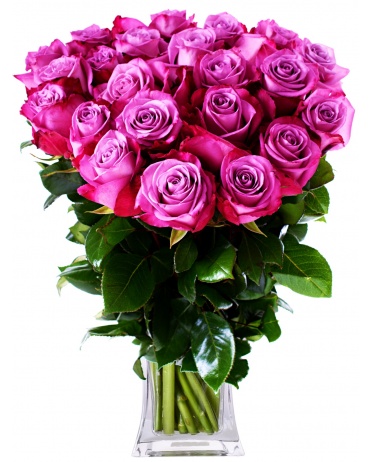 EKVÁDOR RŮŽE FIALOVÉ