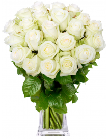 EKVÁDOR RŮŽE BÍLÉ