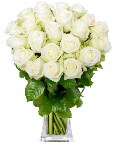 EKVÁDOR RUŽA BIELE