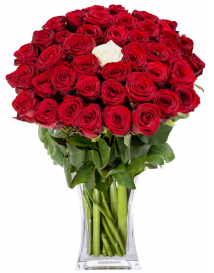 KYTICE ČERVENÝCH RŮŽÍ + 1 BÍLÁ RŮŽE