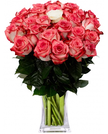 ŽÍHANÉ RUŽE + 1 BIELA RUŽA