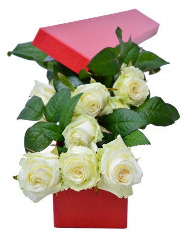 KRABICE BÍLÝCH RŮŽÍ
