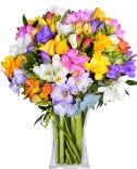 Color freesia: delivery of flowers Prague