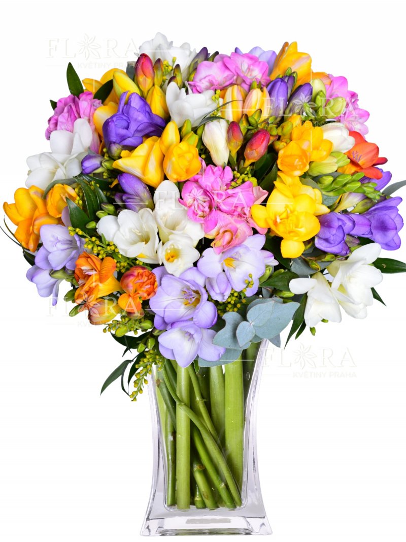 Color freesia: delivery of flowers Prague