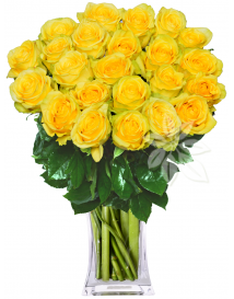 EKVÁDORSKÉ RŮŽE ŽLUTÉ