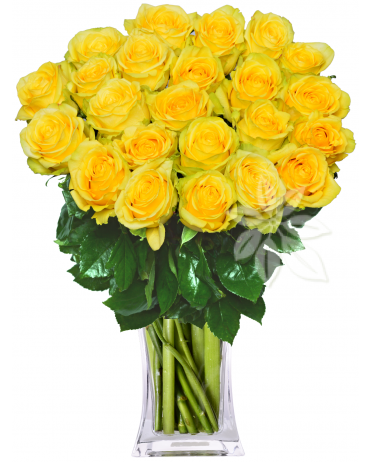 ŽLTÉ EKVÁDORSKE RUŽE