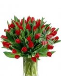Červené tulipány - rozvoz květin v Praze