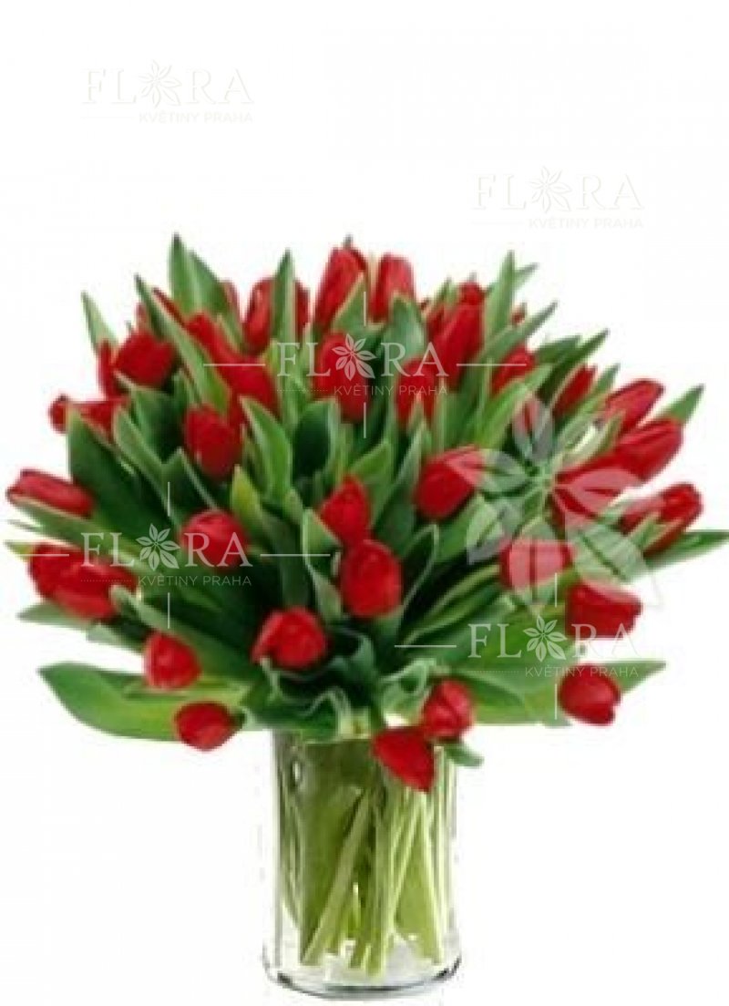 Red tulips - delivery of flowers in Prague