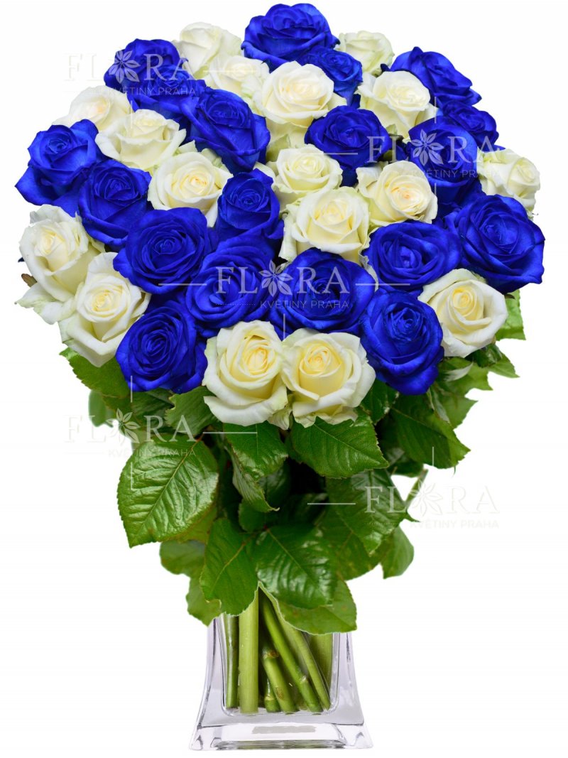 Modré a bílé růže : Flora květiny Praha