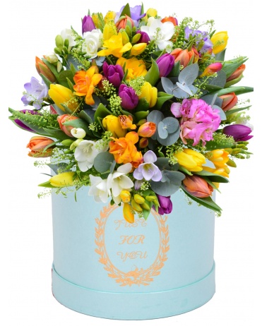 TULIPÁNY+FREZIE V KRABICI