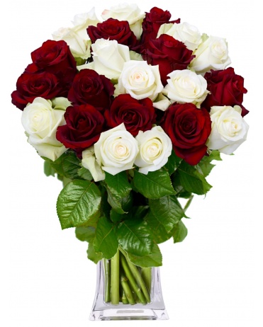 KYTICE RŮŽÍ WHIRE