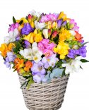 Colorful flower basket - freesia