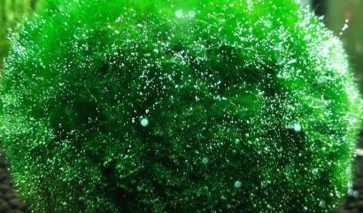 Originální dárek či bytová dekorace ze světa rostlin