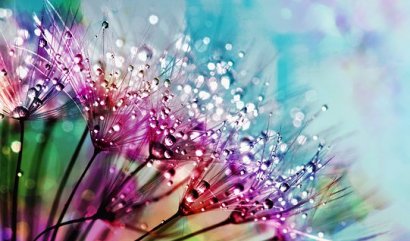 Barva květin a jejich význam