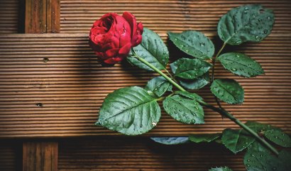 Počet květin v kytici a jejich význam - RŮŽE