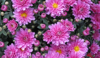 Chryzanthemy