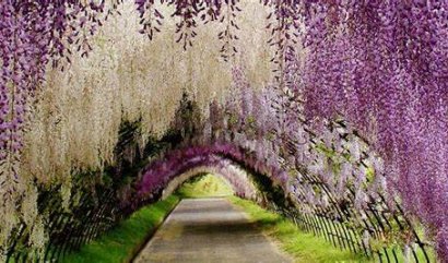 Pro květinové fanatiky a cestovatele