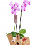 Орхидея с новогодней косметикой
