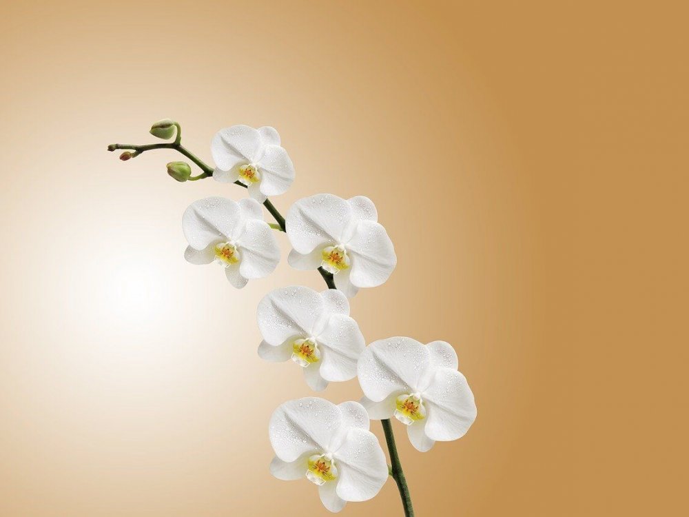 Orchideje