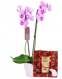 Orchidej s Vánoční kosmetickou kazetou
