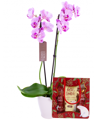 Orchidej s Vánoční kosmetickou kazetou