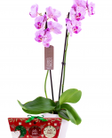 Orchid with Christmas cosmetic box