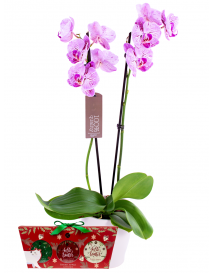 Orchidej s Vánočním kosmetickým boxem