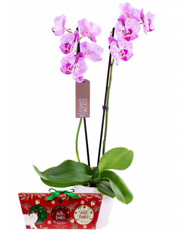 Orchidej s Vánočním kosmetickým boxem