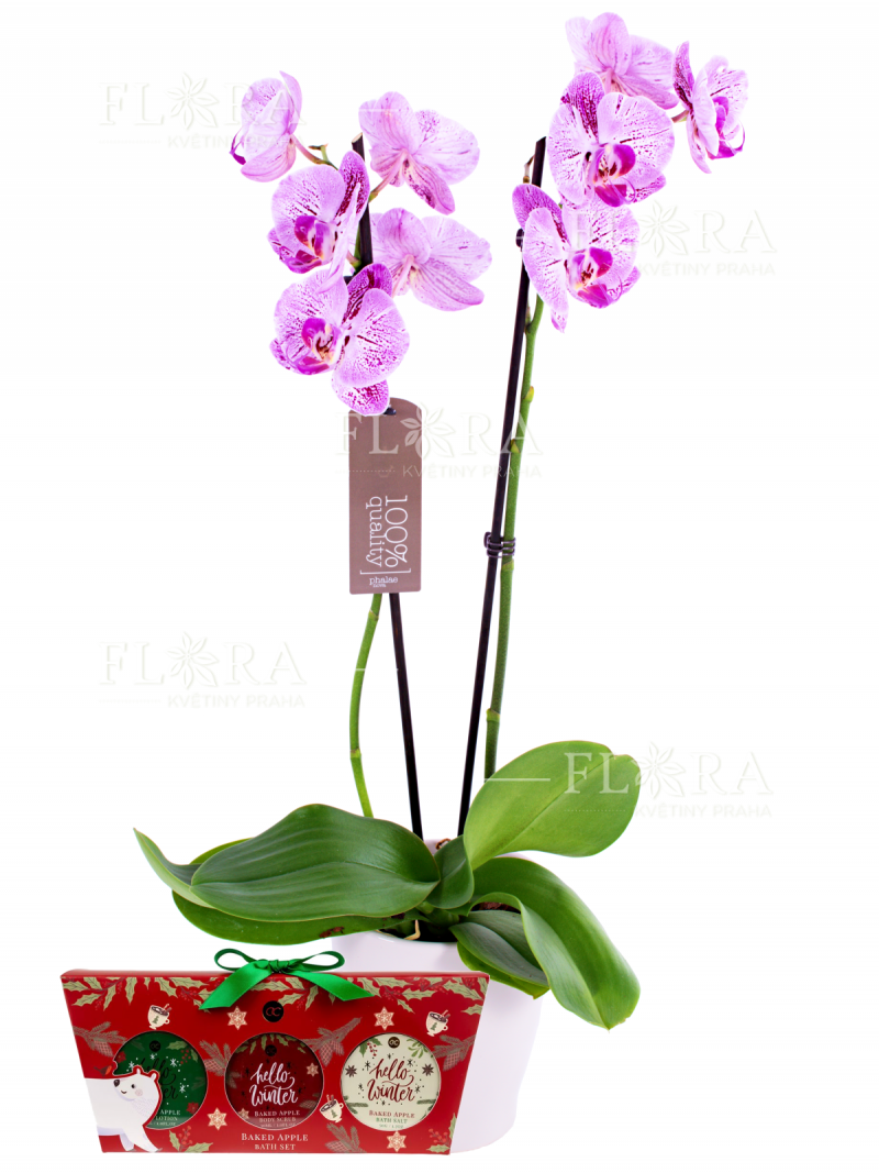 Orchid in a Christmas cosmetic box