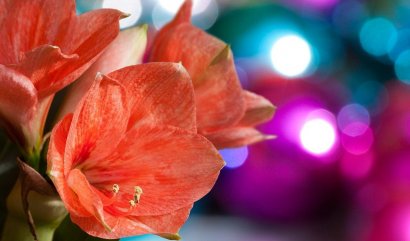 Červené Vánoční květiny