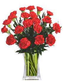 ČERVENÉ KARAFIÁTY