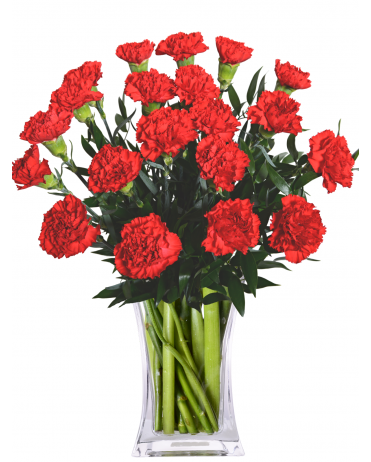 ČERVENÉ KARAFIÁTY