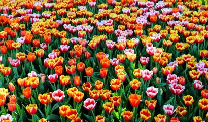 Květinové festivaly v Evropě