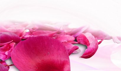 Sklízení a sušení okvětních lístků růží