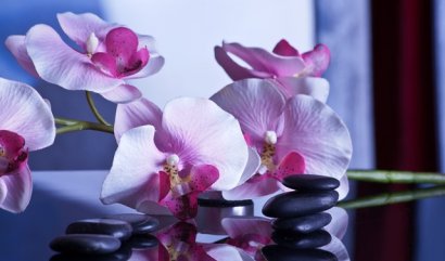 Květiny jako nástroj proti stresu a depresím