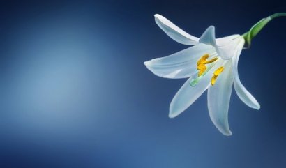 Darujte květiny tatínkům