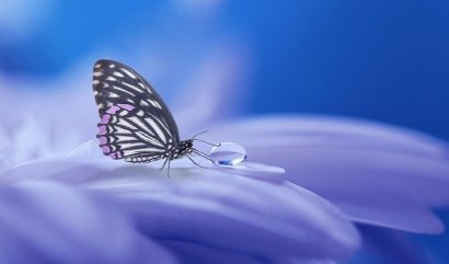 Význam darování květin